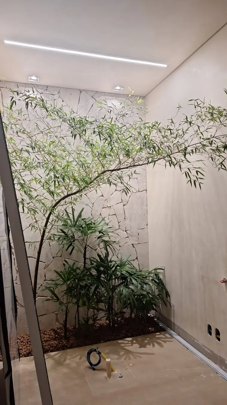 Bambu plantado junto a muro claro, em canteiro estreito