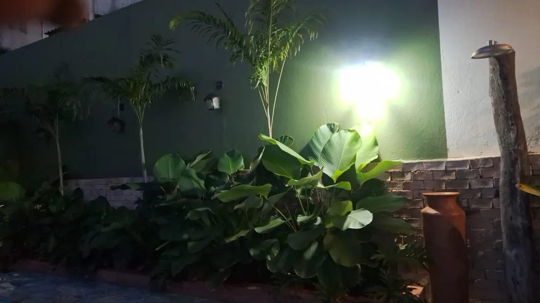 Canteiro com bananeiras iluminado por spot de jardim à noite