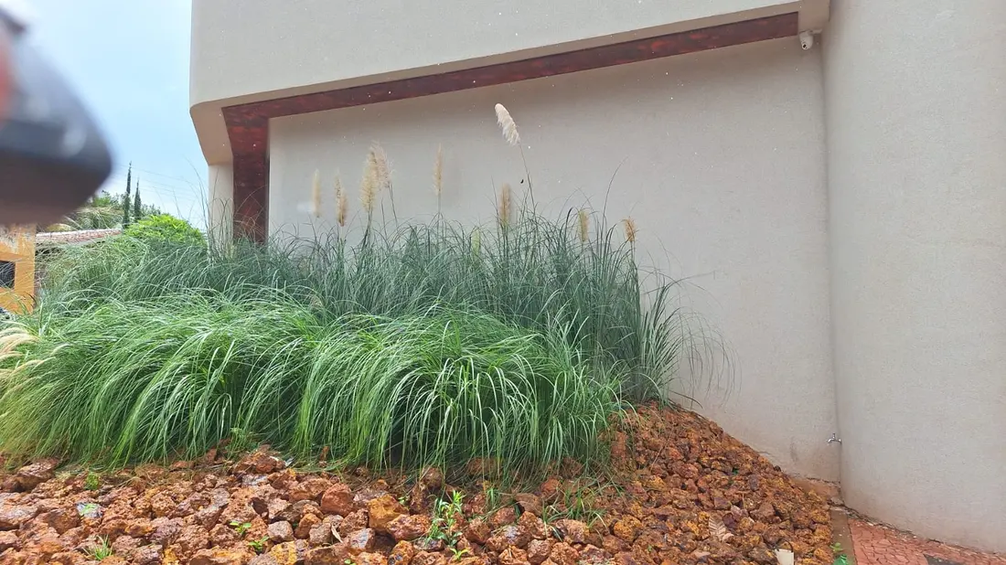 Capim ornamental em canteiro de pedra vermelha junto ao muro