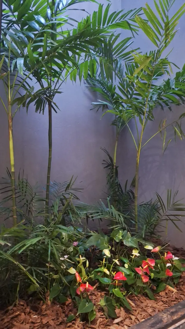 Palmeiras plantadas junto a muro alto