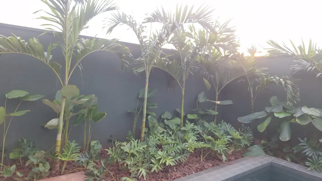 Palmeiras em contraluz ao redor da piscina